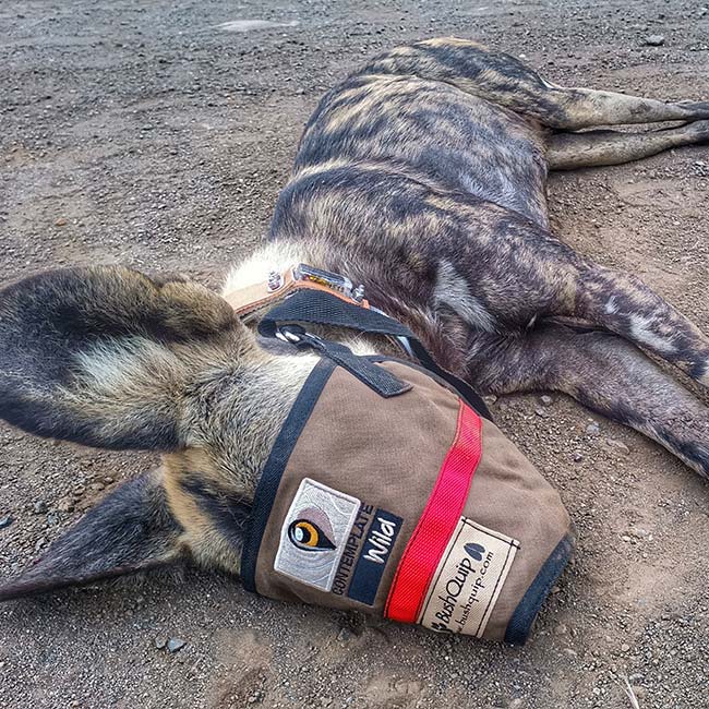 Veterinary Conservation Support