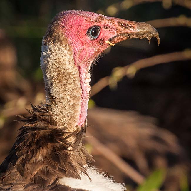 Vulture monitoring
