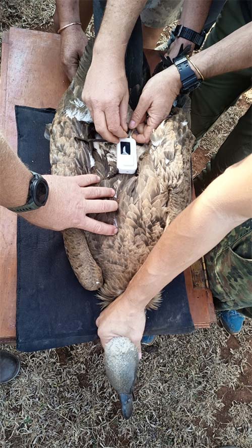 Vulture monitoring Platform