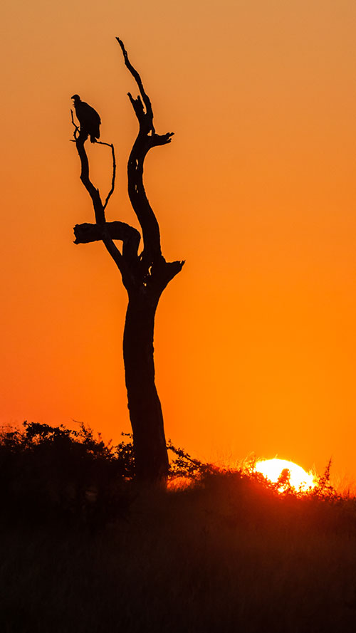 Vulture monitoring Platform